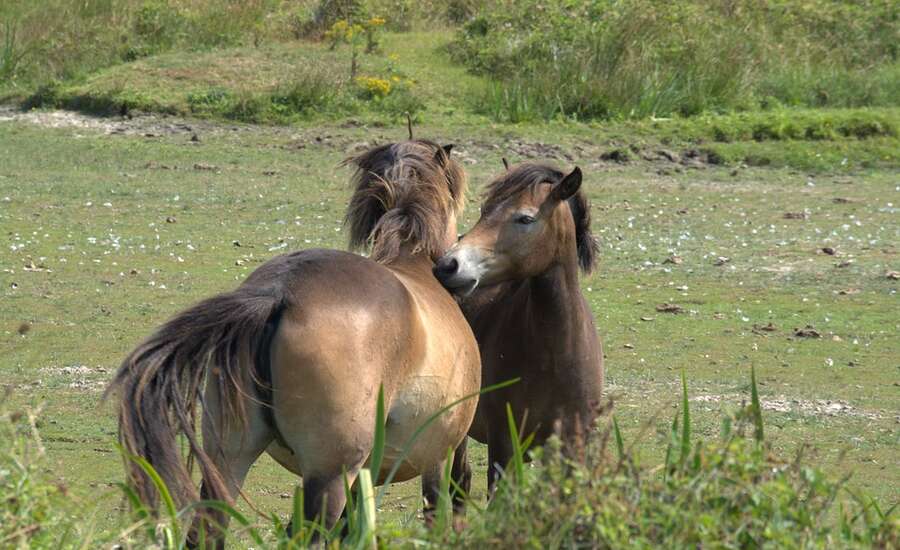 Lake Manych-Gudilo, Island of Wild Horses