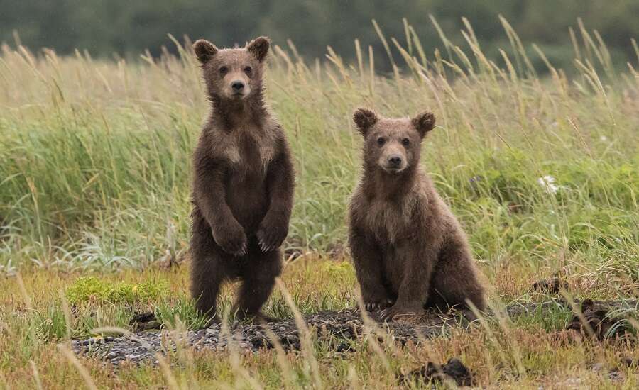 Eurasian brown bear 