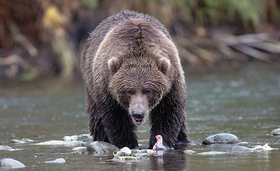 Ussuri Brown Bear