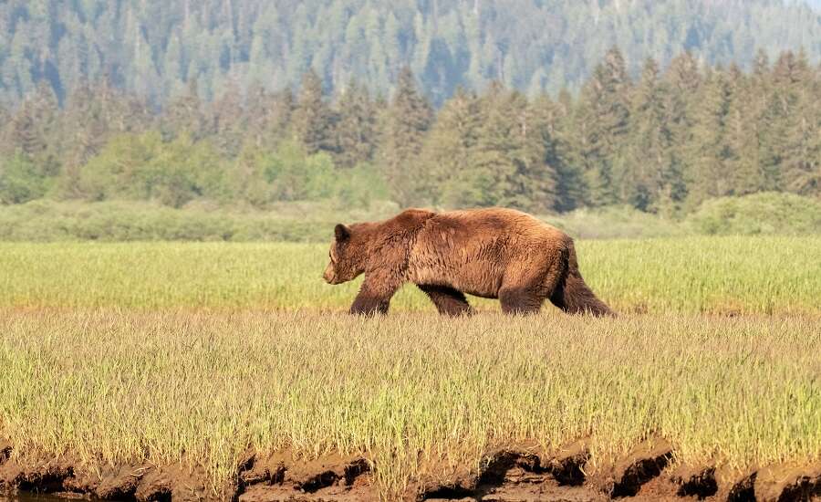 Grizzly bears vs Brown bears