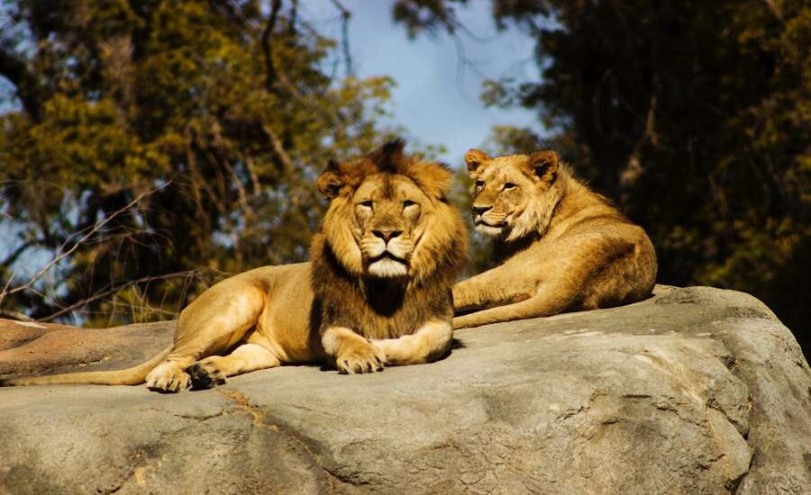 The Best Zoos in Russia