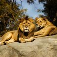 The Best Zoos in Russia