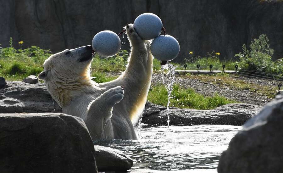 Leningrad Zoo