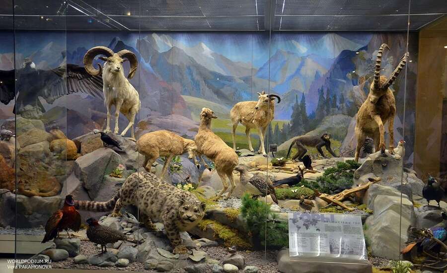 State Darwin Museum