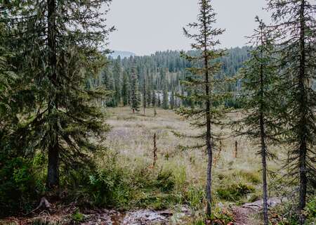 Taiga forest, Russia